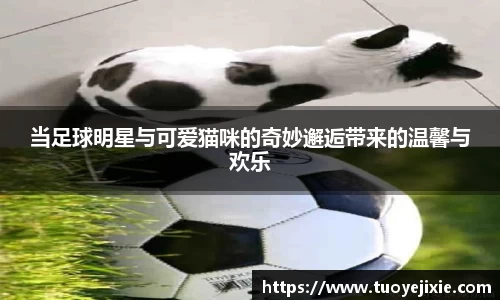 当足球明星与可爱猫咪的奇妙邂逅带来的温馨与欢乐